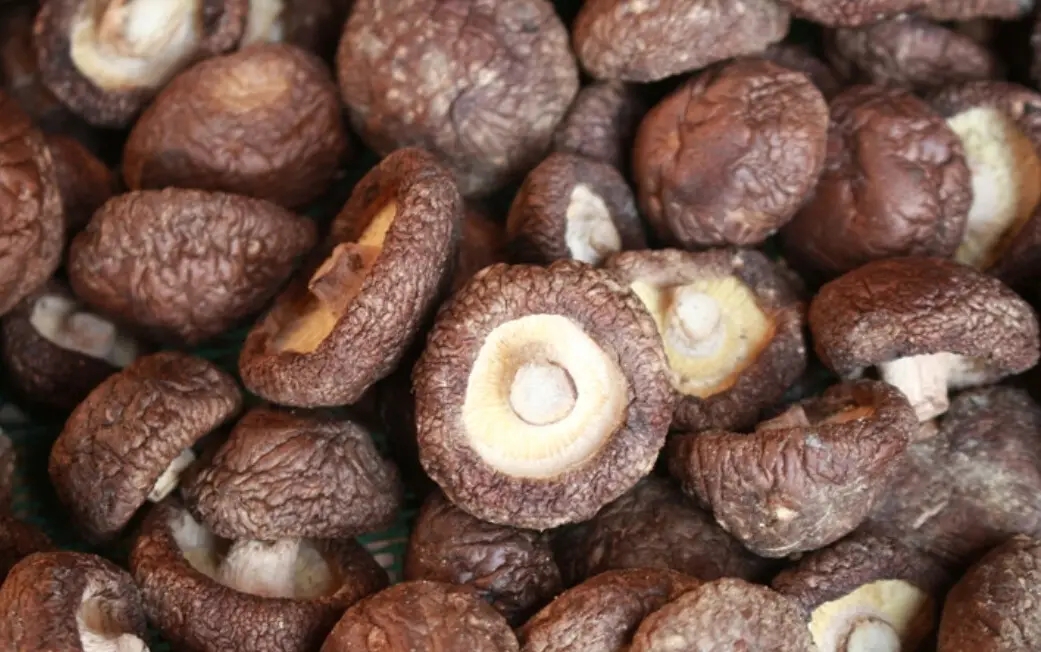 买香菇有什么建议,买香菇菜