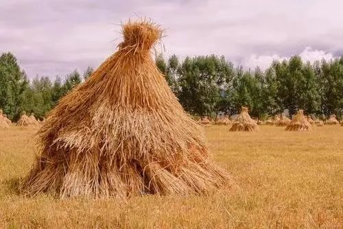 沉迷于自己美貌而不自拔,沉迷美色无法自拔不理朝政