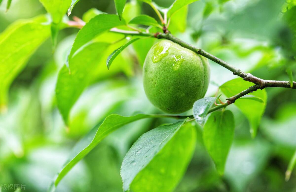 今年立夏是白天还是晚上几点立夏,今年立夏是几点几分夏天热不热
