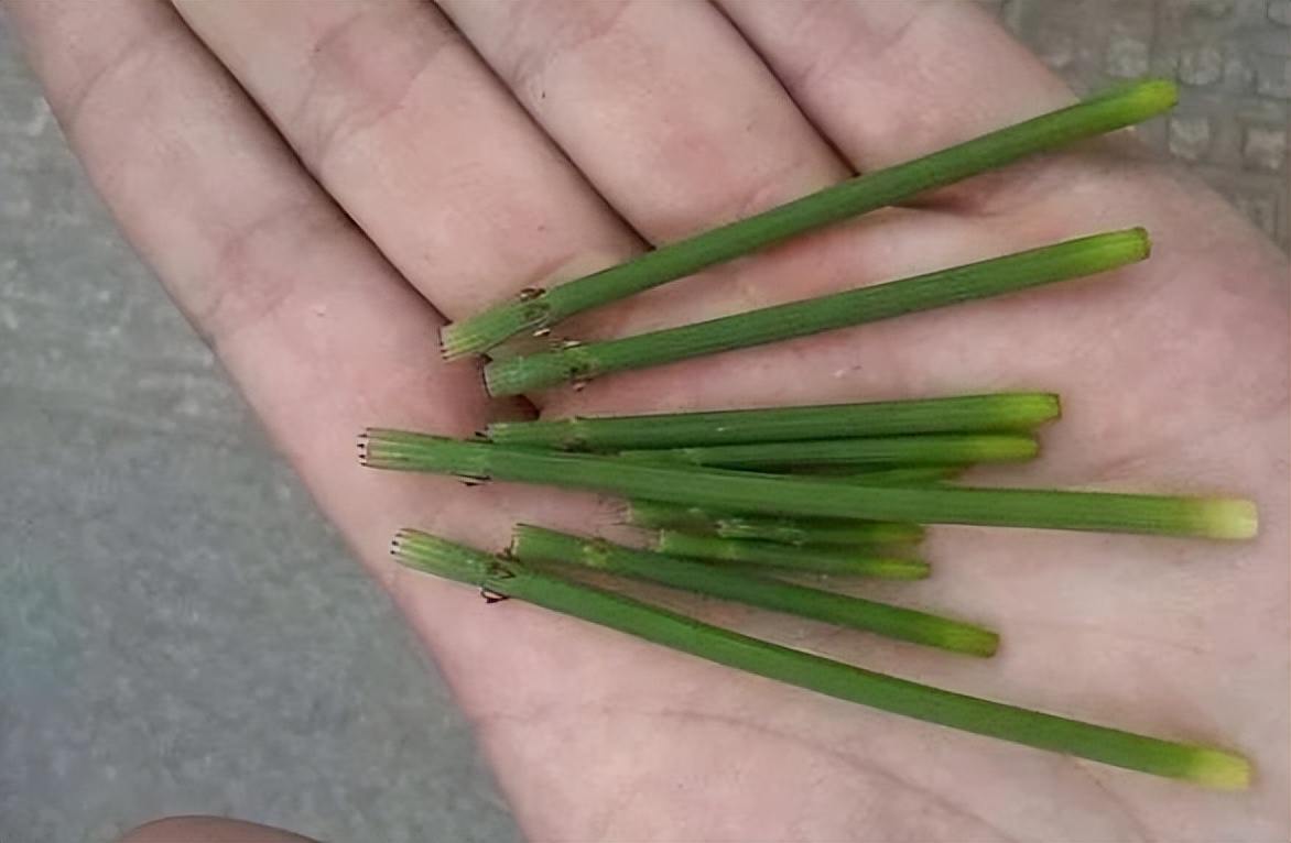 节节草能长期泡水喝吗有什么功效,老人用节节草泡脚的功效