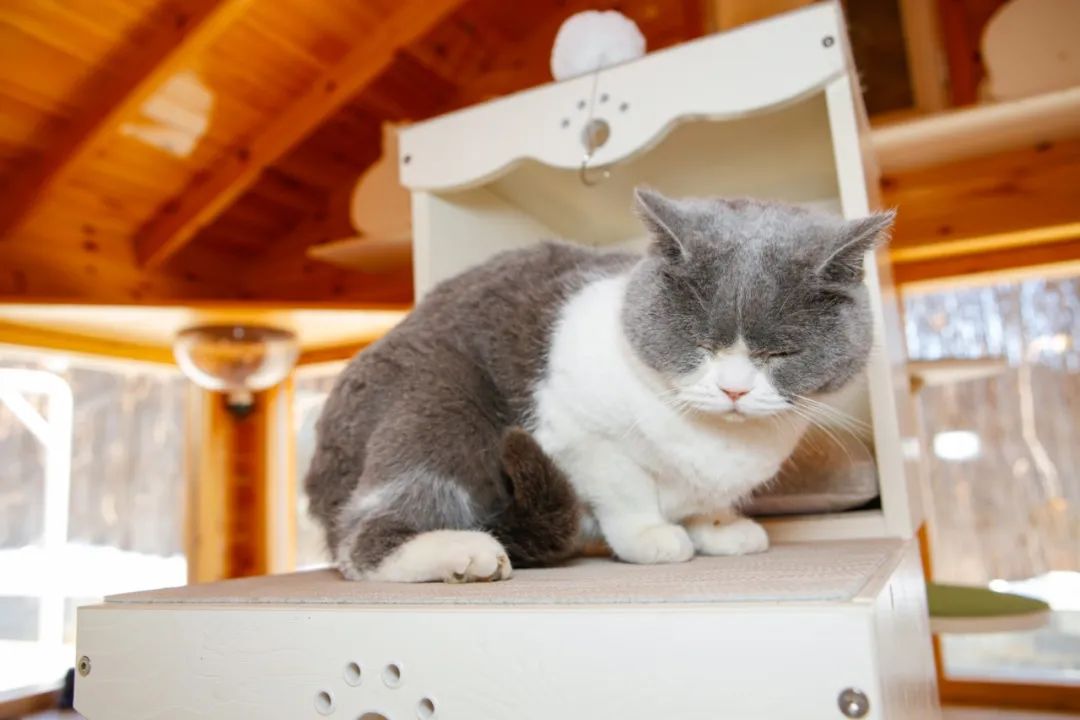 社恐小猫咪的安全感,社恐小猫咪为什么突然想出门了