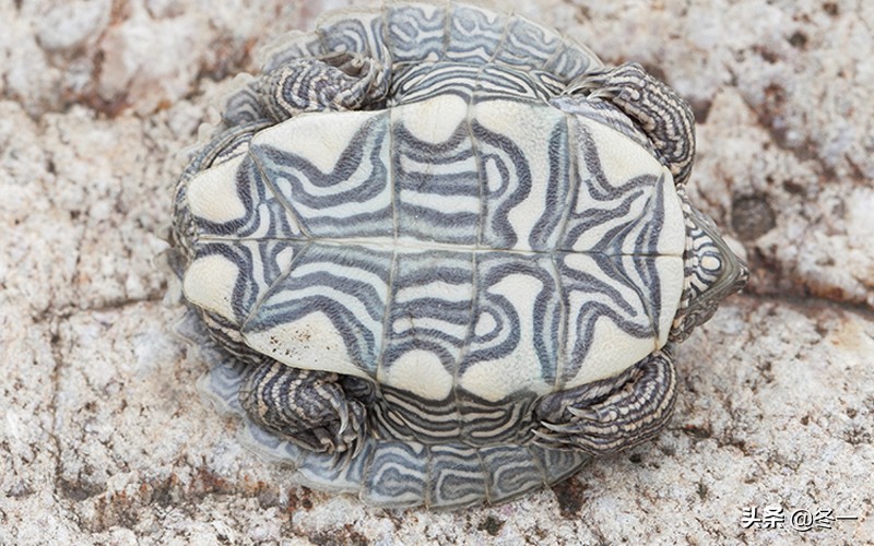 新手养龟的基本知识,入门养龟用什么龟缸