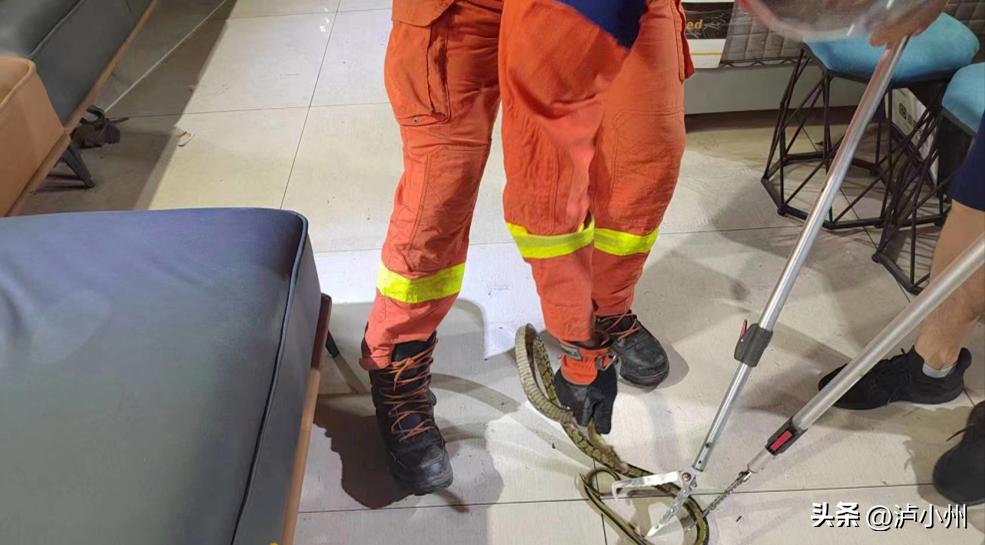 吓人！泸州一女士去花市买花，无意中踩到软软的东西，竟是一条蛇