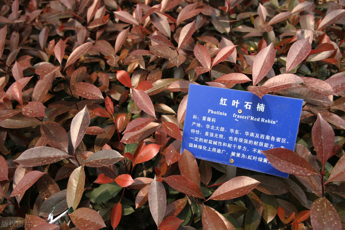 红叶女贞和红叶石楠怎么区别,怎么辨认红叶赤楠