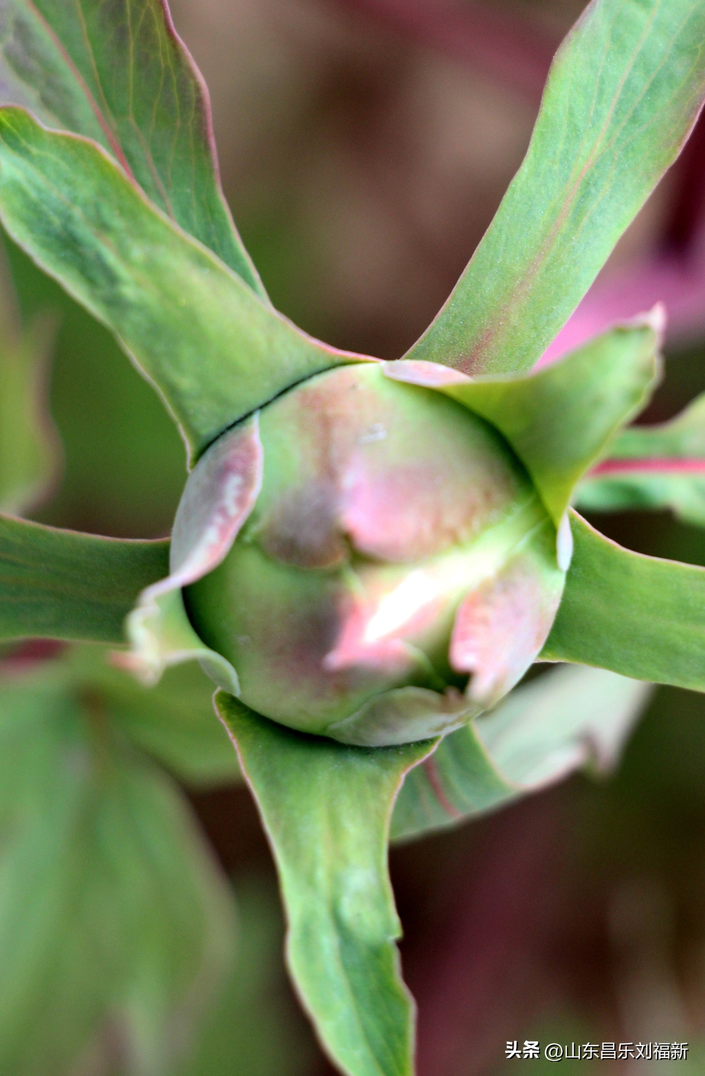 2023年3月中旬散拍·一点儿感受