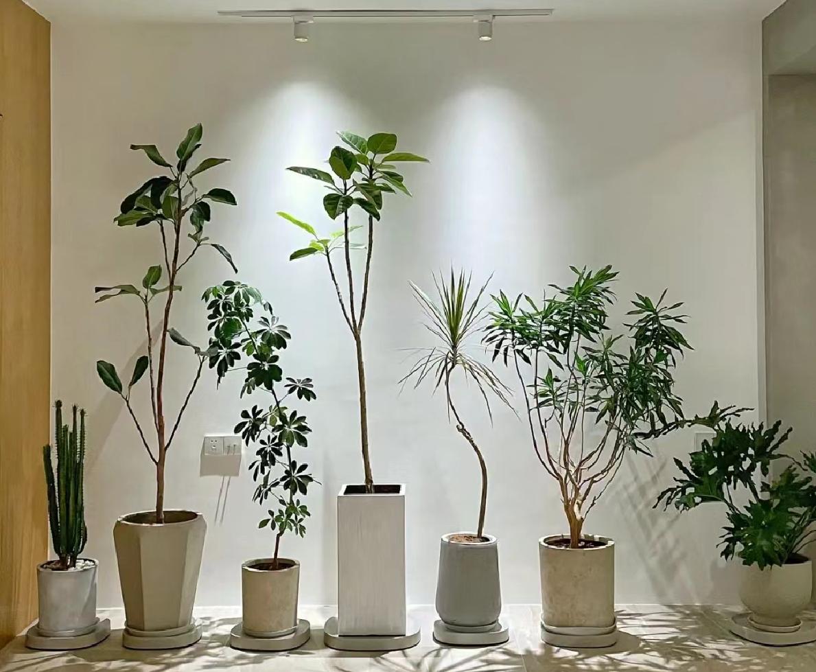 客厅养什么树最好看又好养,10种适合养客厅的吉祥树