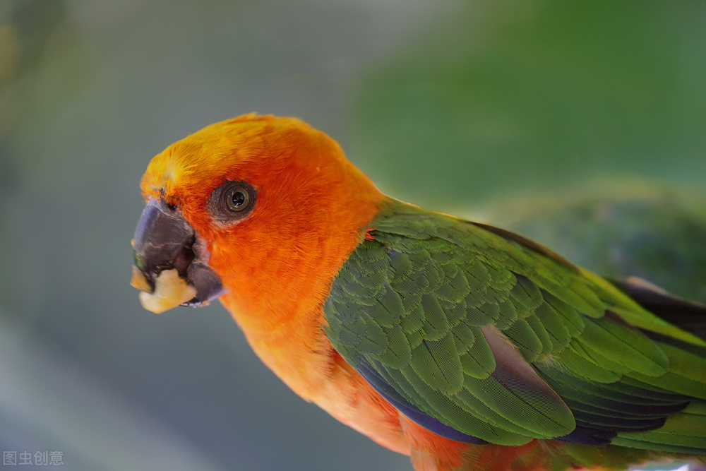 最美罕见的小鸟,全世界最罕见的小鸟