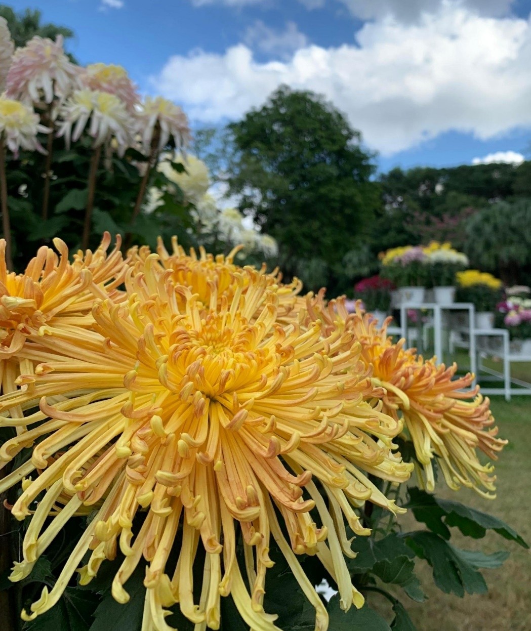 东湖公园赏菊花,深圳市东湖公园一年一季的菊花展