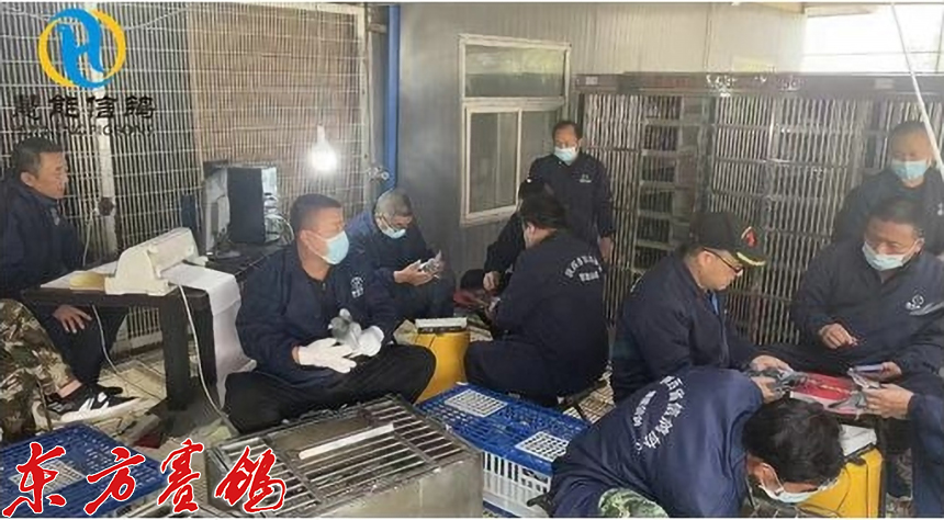 21年惠能秋棚决赛获奖鸽照片,慧能信鸽秋棚直播