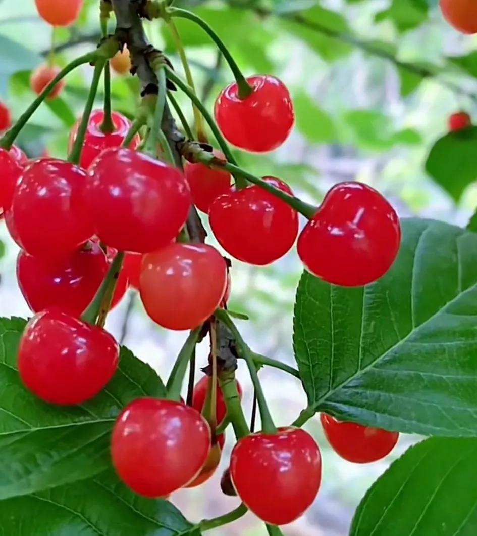 鐡滄灉椋橀澶忔棩鐐庣値,澶忔棩鐐庣値鐡滄灉椋橀