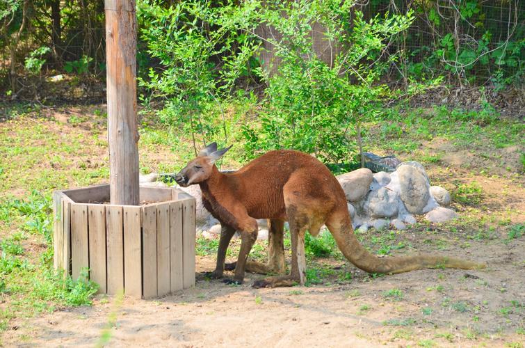 大兴野生动物园之旅,北京野生动物园和猛兽亲密接触