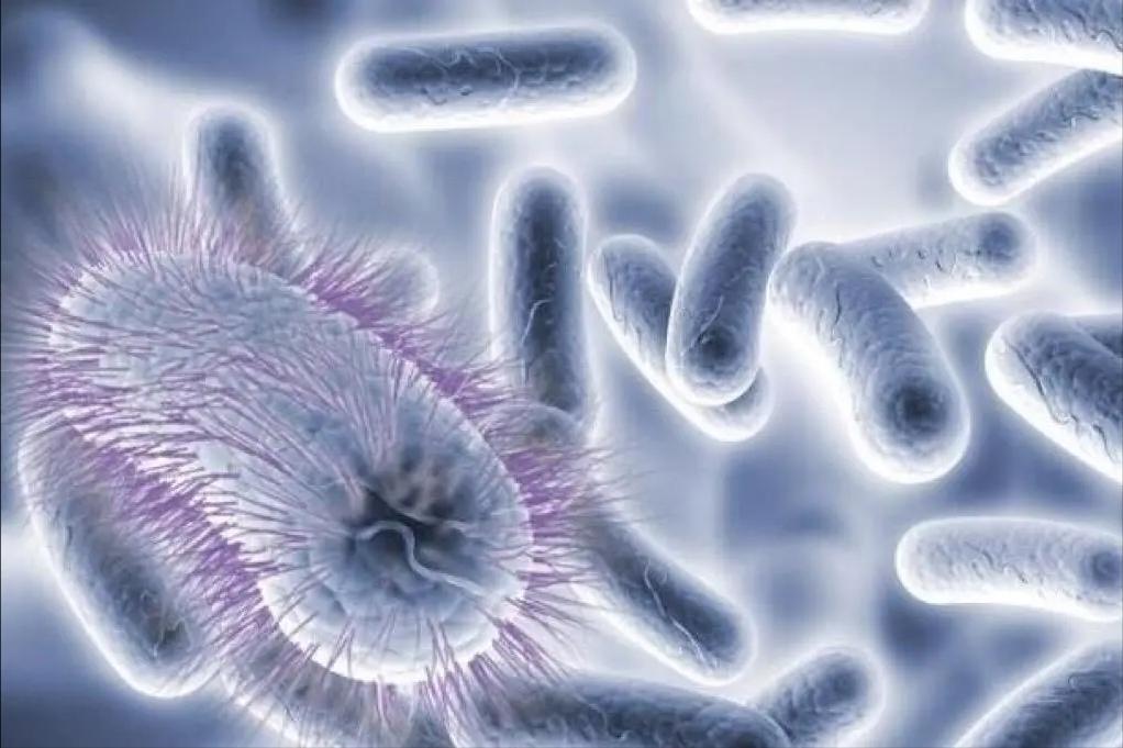 弯曲杆菌在什么地方有,弯曲杆菌有什么用