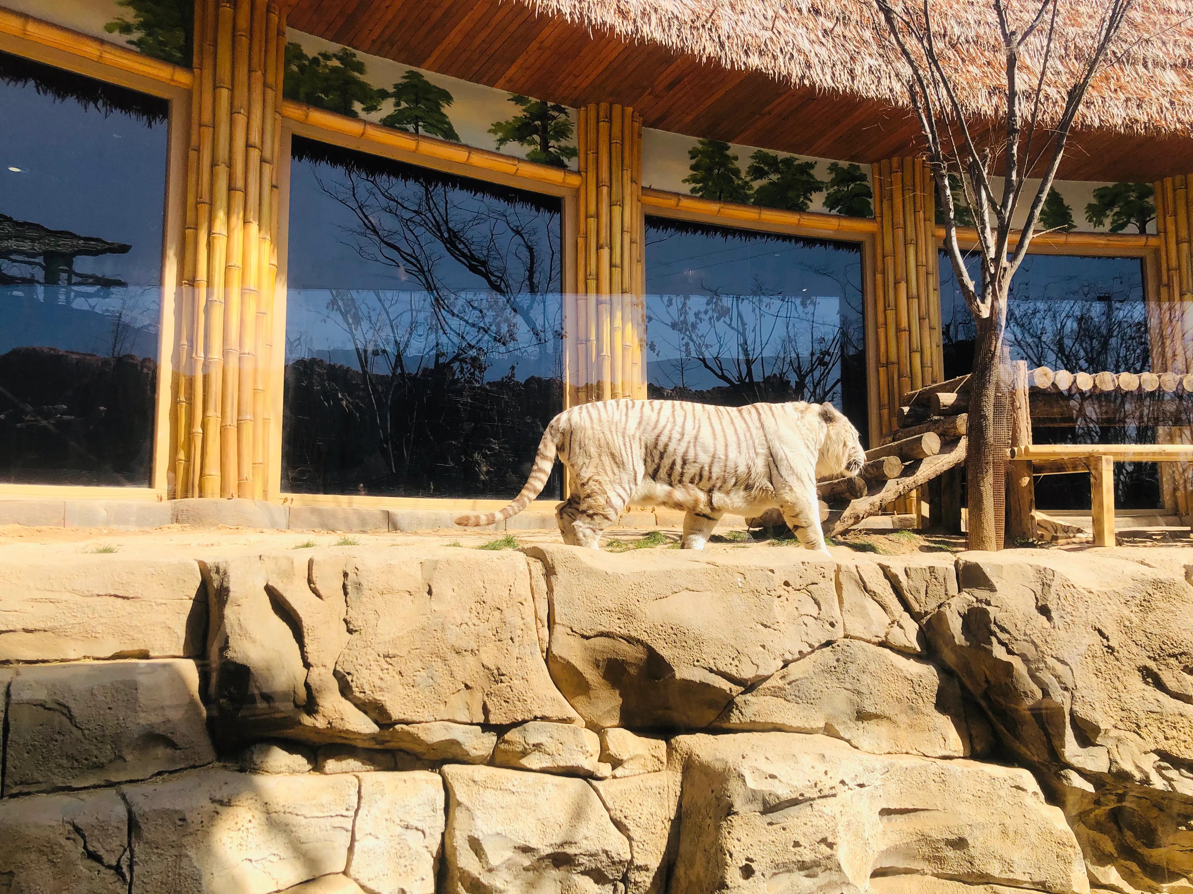 银基动物王国最强游玩攻略,银基动物王国游玩最详细攻略