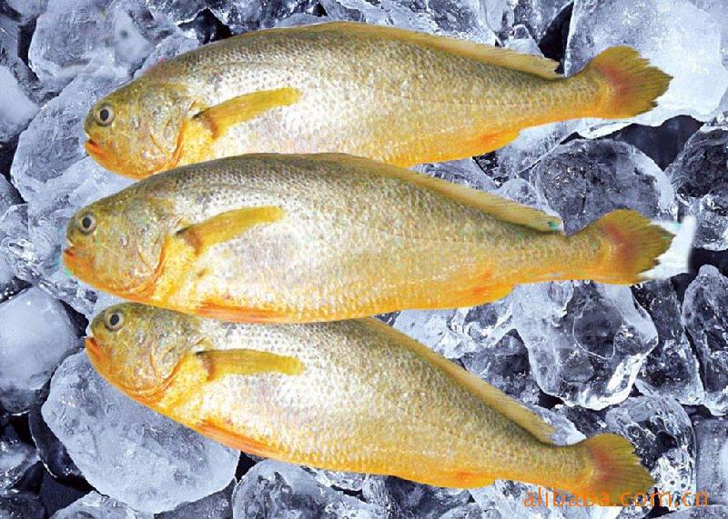 捕获野生大黄鱼2.8公斤,渔民无意捕获野生大黄鱼