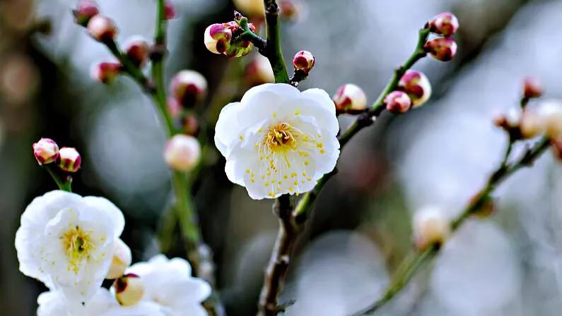 白梅花绽放视频,白梅花盛开