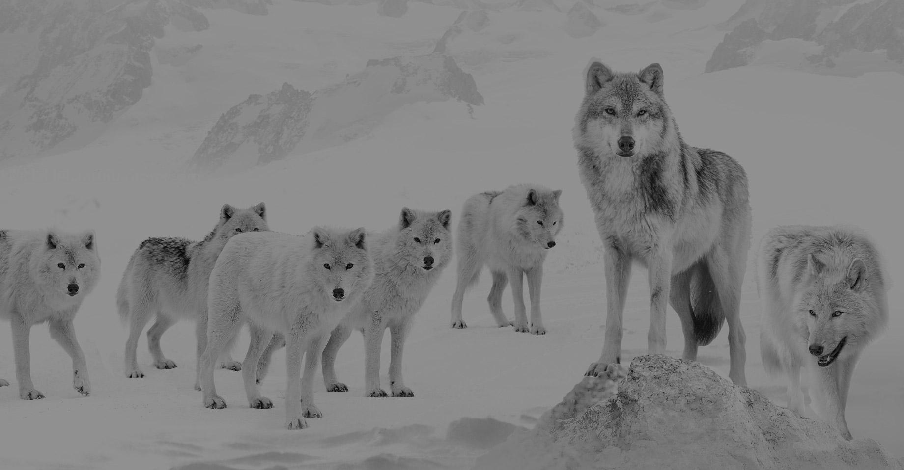 在经典和时尚之间，“七匹狼”为什么左右为难