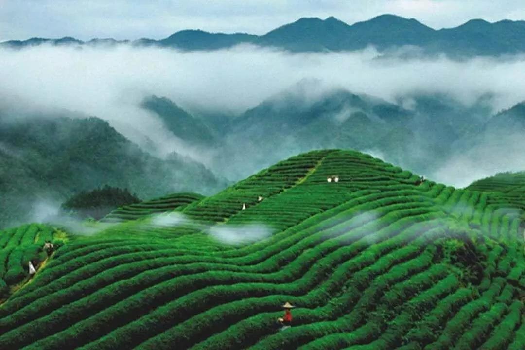 谷雨节气习俗谷雨当天吃啥好,谷雨节气的由来及谷雨习俗