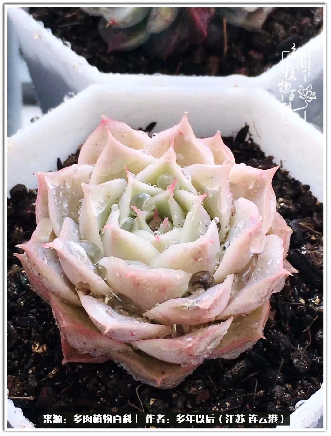 我若不弃，愿你不负我所期