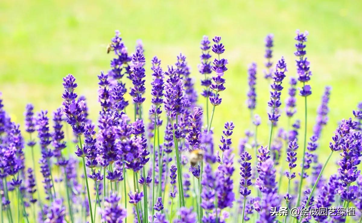 家里养花小蚊子很多怎么办,家里养花容易招蚊子解决方法