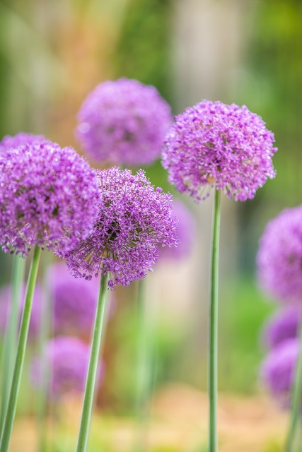 “往前葱”价低又后劲不足，为何不留地里等年后卖？葱农笑我无知