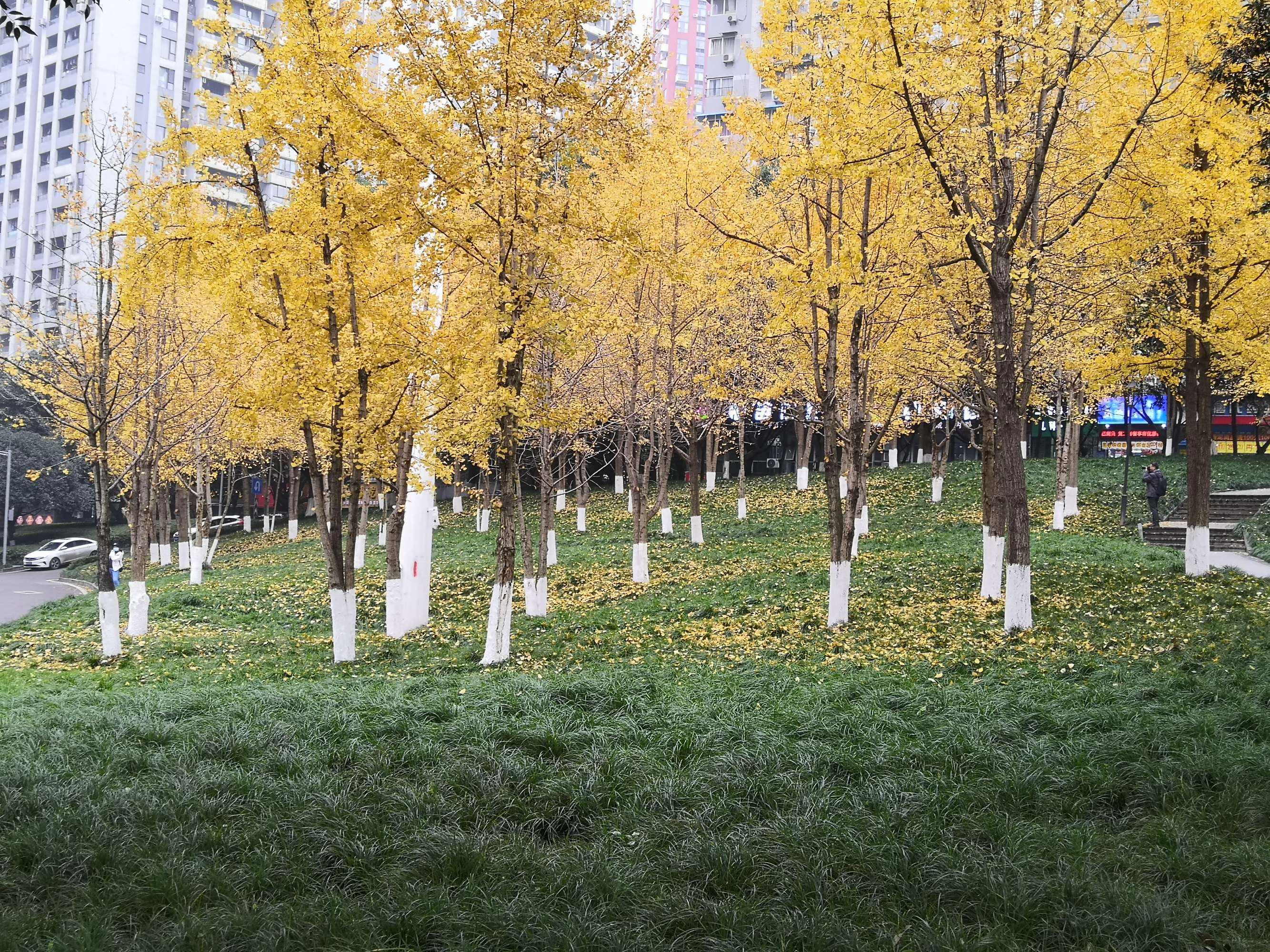 给钱就卖的苗,给钱就卖园艺