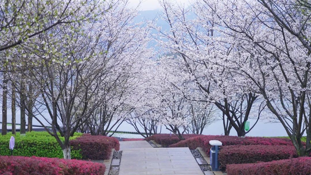 春暖花开时正是游湖赏花季,千岛湖四月赏花季节