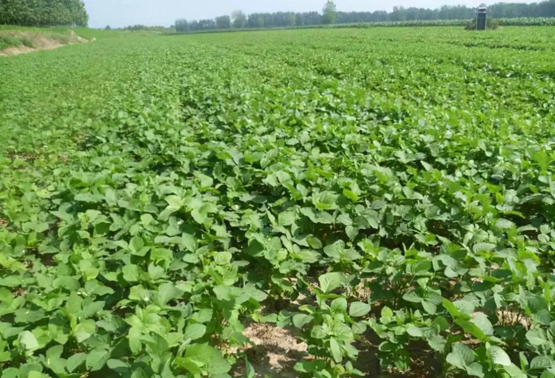 河北一地首次发现野生大豆,中国近期发现的野生大豆