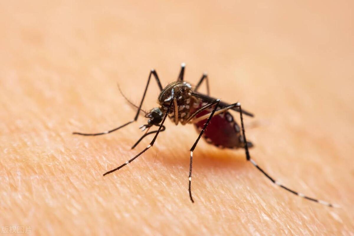 家里蚊子太多灭蚊子最有效的方法,蚊子怎么消灭的小妙招