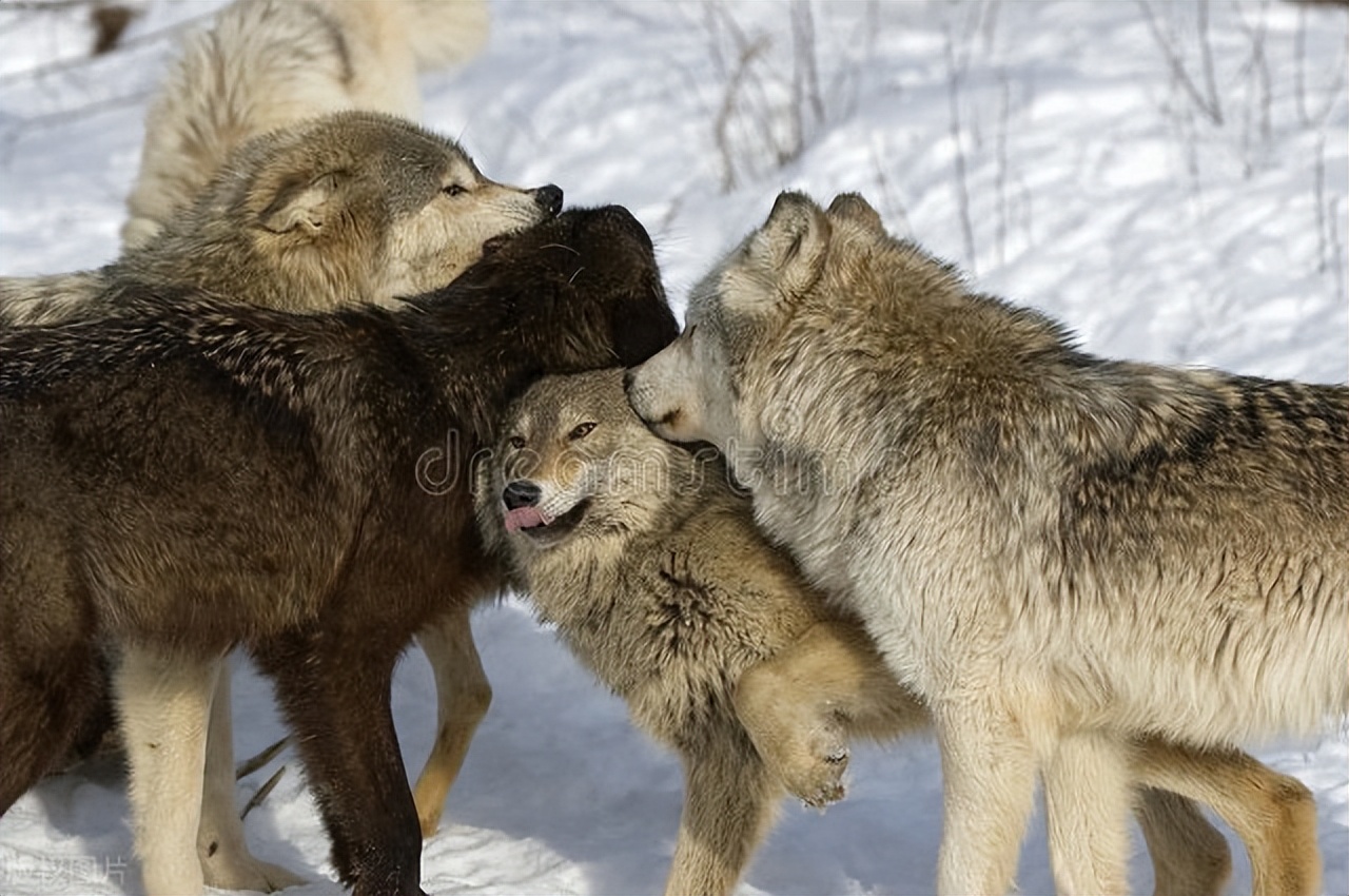边防侦察兵斗狼群的故事,边防兵对战狼群的故事