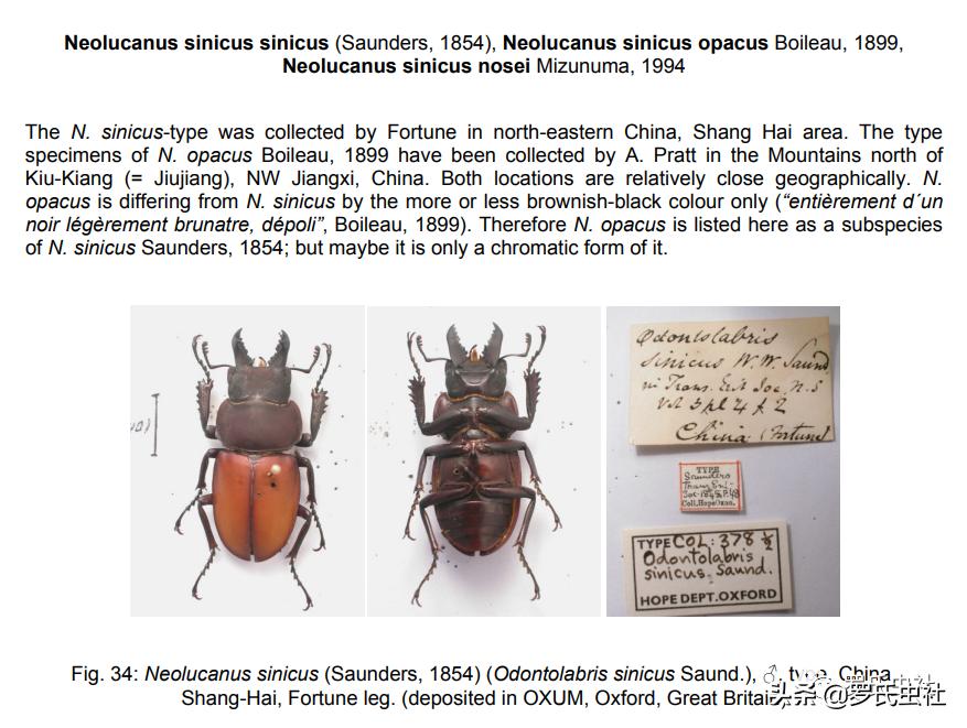 2022年第07期：闲话兜锹，上海本土锹甲的冷知识！|罗氏虫社