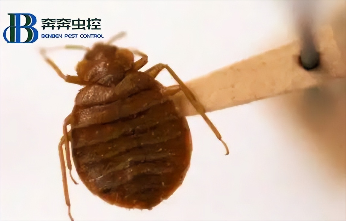 沾过臭虫味的手指头怎么消灭味道,如何消灭臭虫教你5种方法易操作