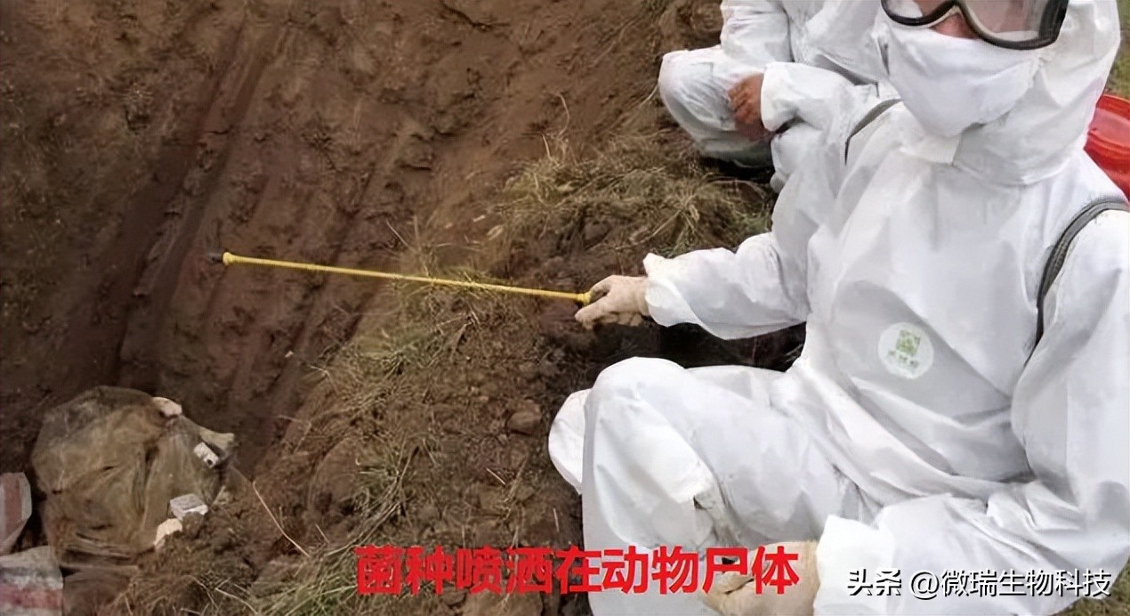 畜禽养殖粪污生物无害化处理,动物尸体无害化处理有机肥