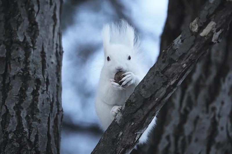 什么宠物对纯素食者最好,好养且可以食用的宠物有哪些