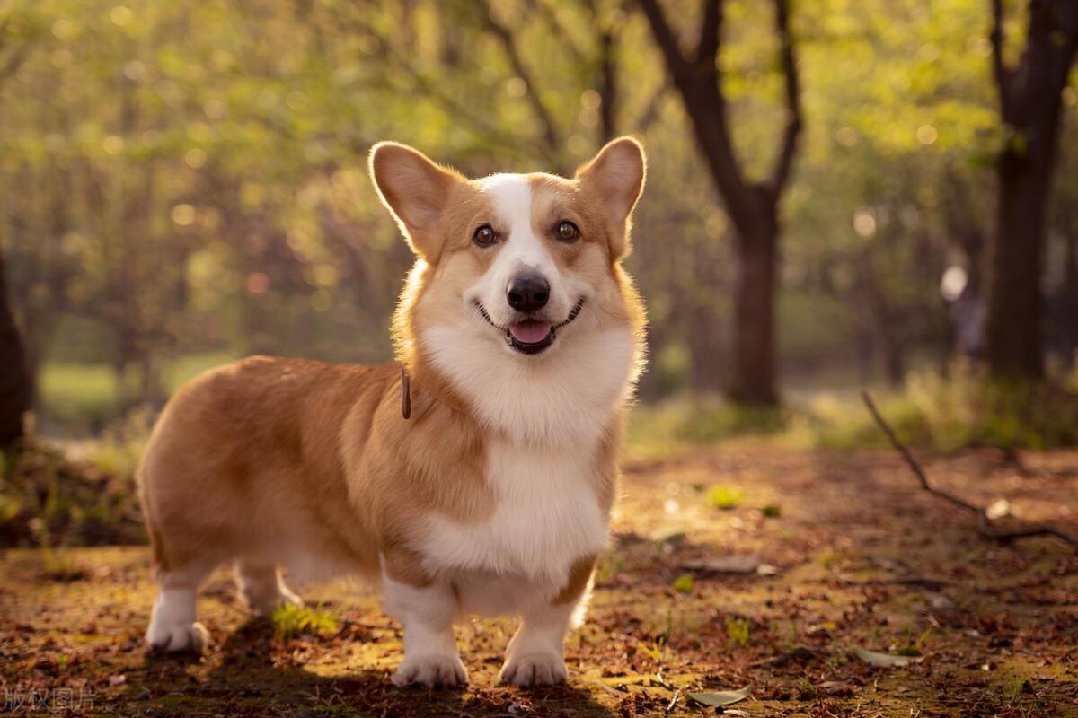 没毛狗狗的品种大全,灰色毛的狗狗品种