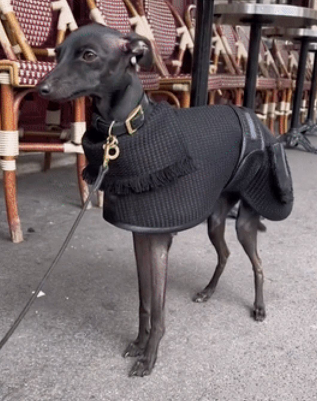 到巴黎街头走一圈才发现：不止女人会打扮，连狗狗都穿得比你时髦