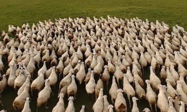 农村小伙养羊新模式年挣2亿元,河南大哥养羊赚了8000万