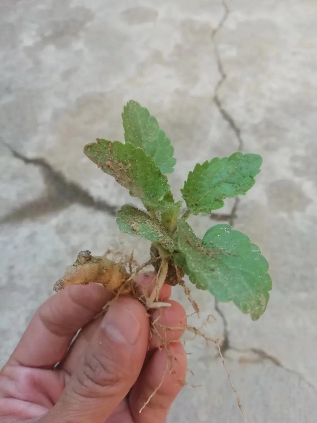 植物多样性的认识,怎么快速认识植物