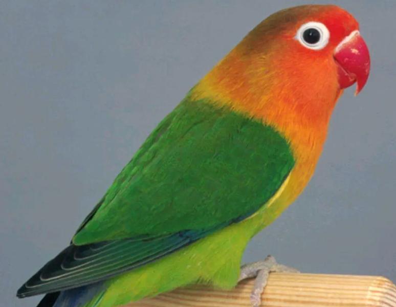 国内能合法饲养的鹦鹉品种,凯克鹦鹉合法饲养图片大全