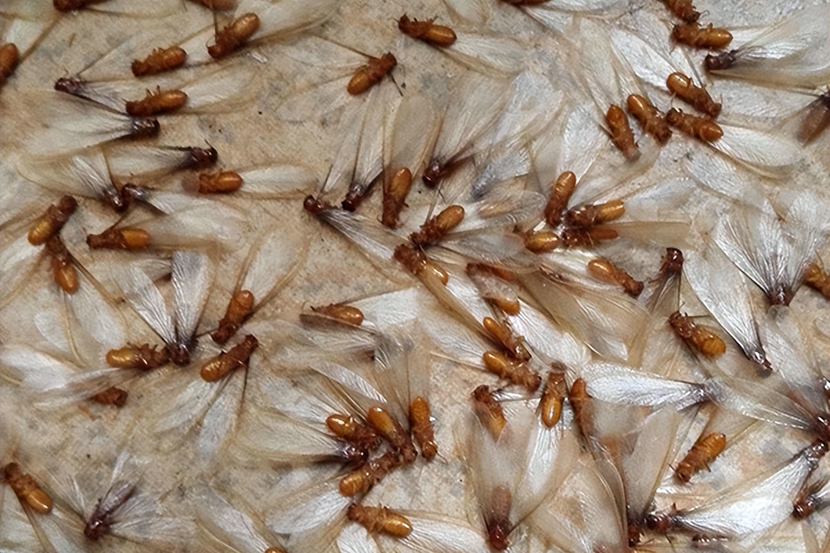 白蚁爆发期怎么防治,白蚁是不是发现几只就要马上治