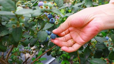 “min”甜爆汁！西瓜、蓝莓、桃子......彭州今夏水果新鲜开摘喽