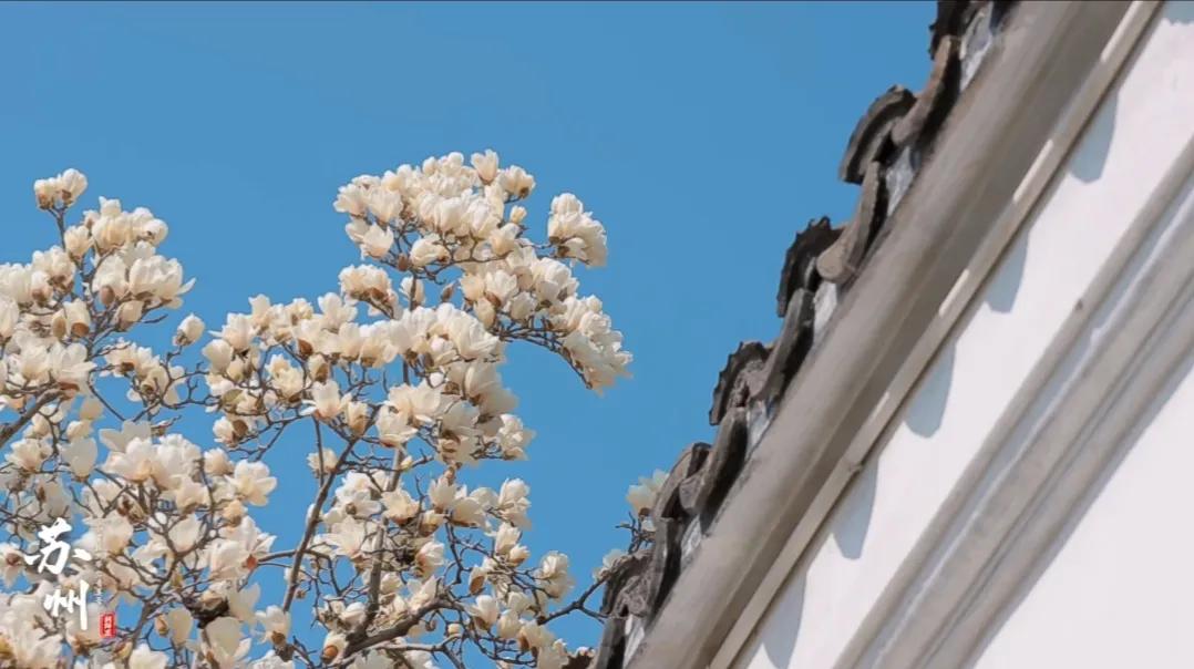 玉兰的花语,玉兰和深山含笑的花语