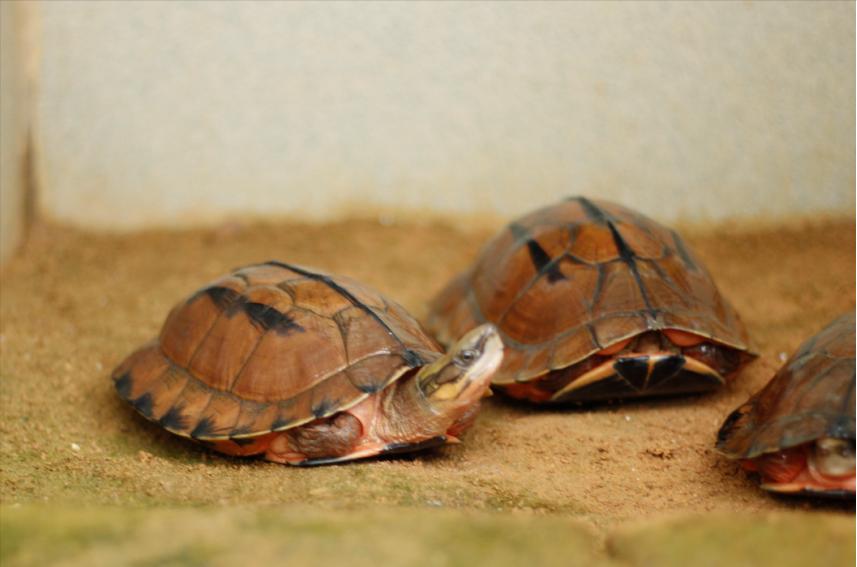 金钱龟会跌入神坛吗,金钱龟会跌到50元吗