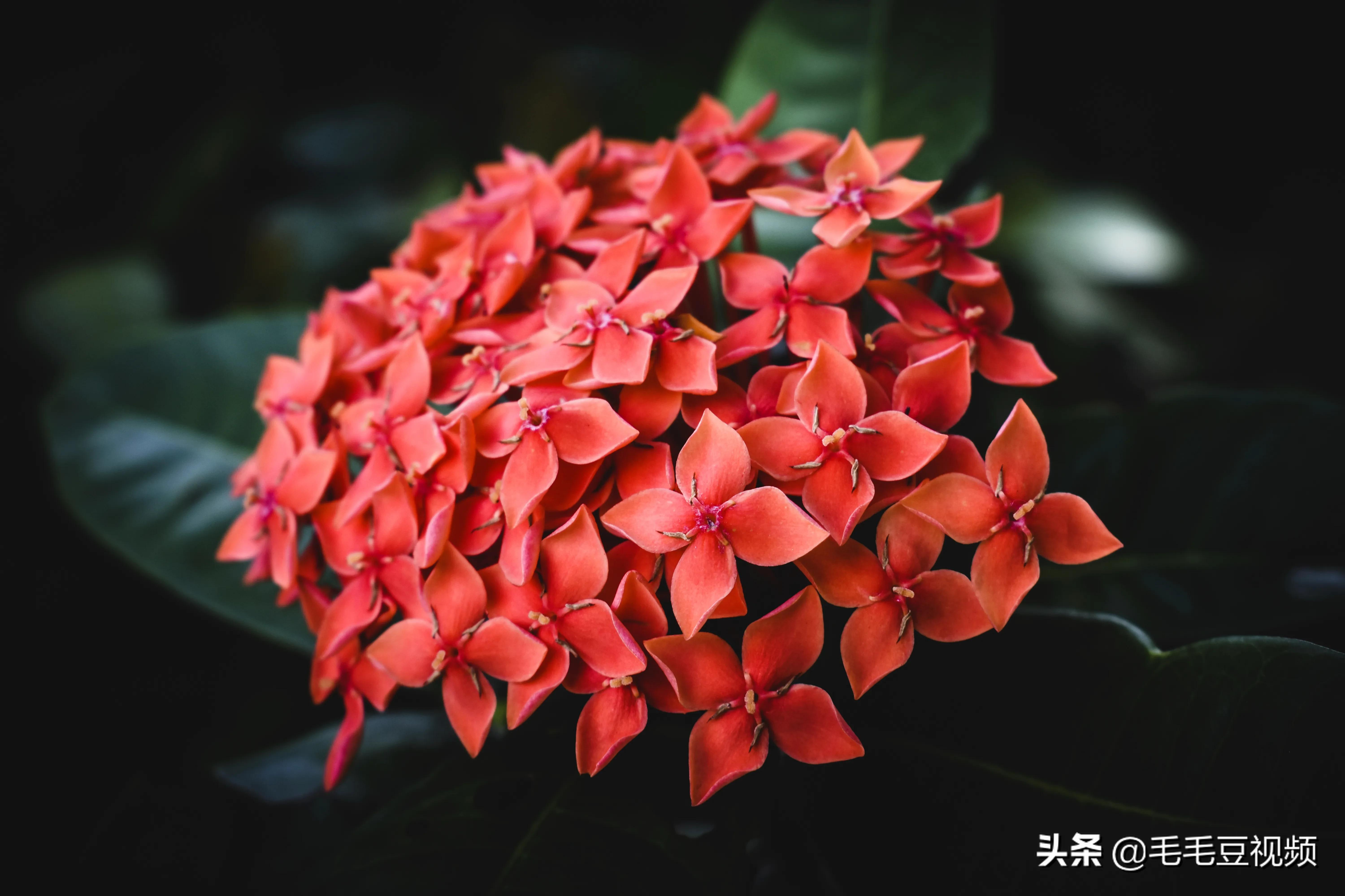 厦门适合初次约会的景点,厦门约会免费景点攻略图