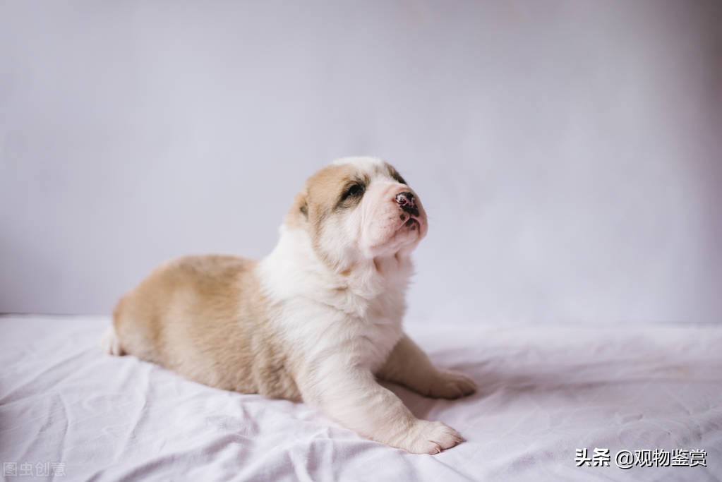 小狗狗怎样训练上厕所,怎么训练小狗狗在固定的地方拉屎