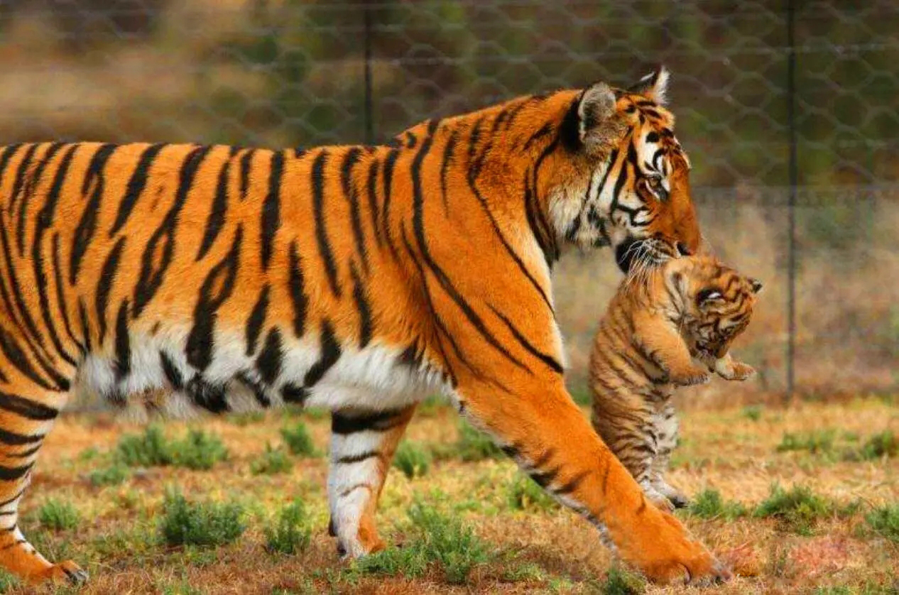 后颈皮对于老虎来说意味着什么,老虎后颈肉会变成猫吗