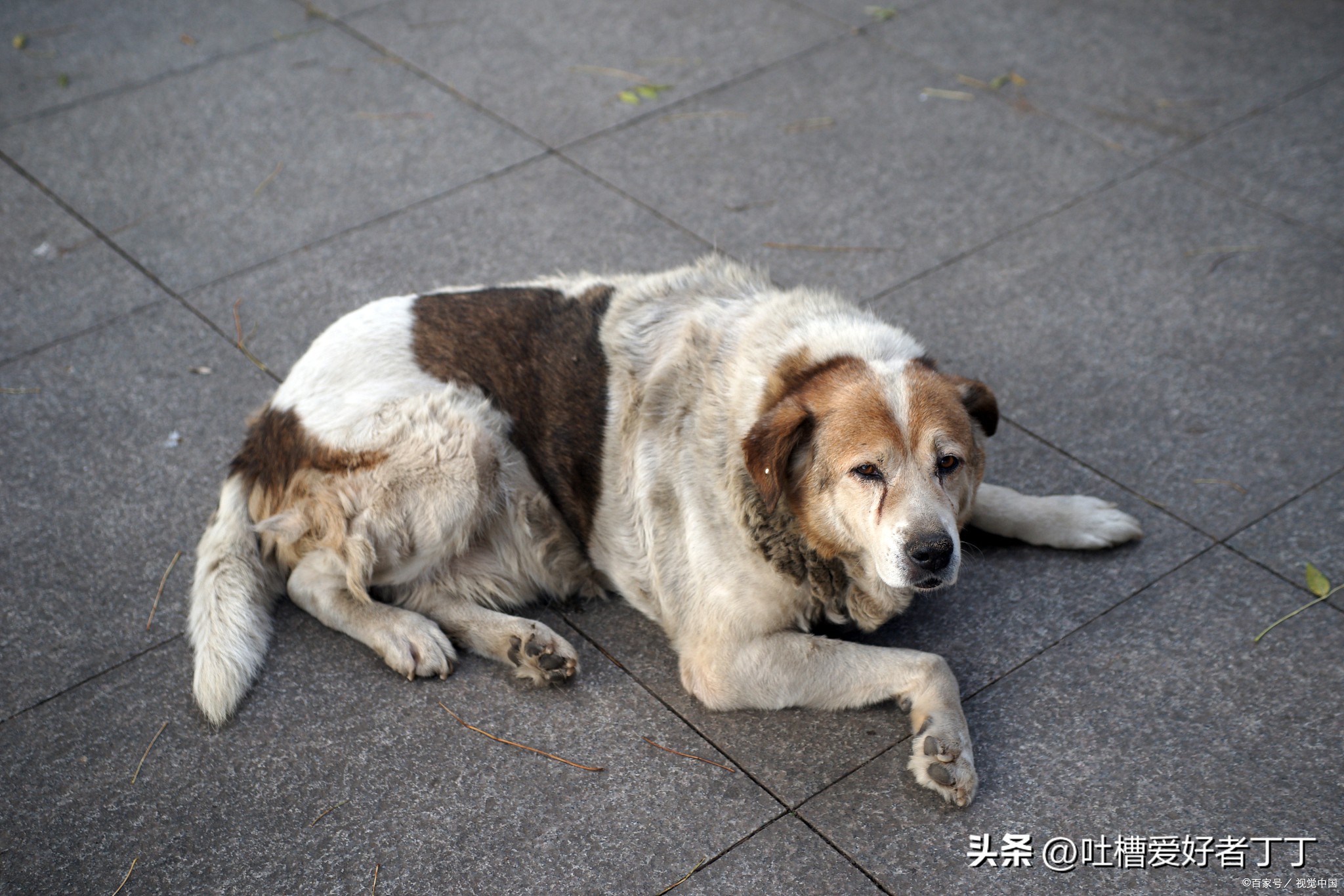 狗突然扑过来怎么办,遇到狗向你叫怎么办