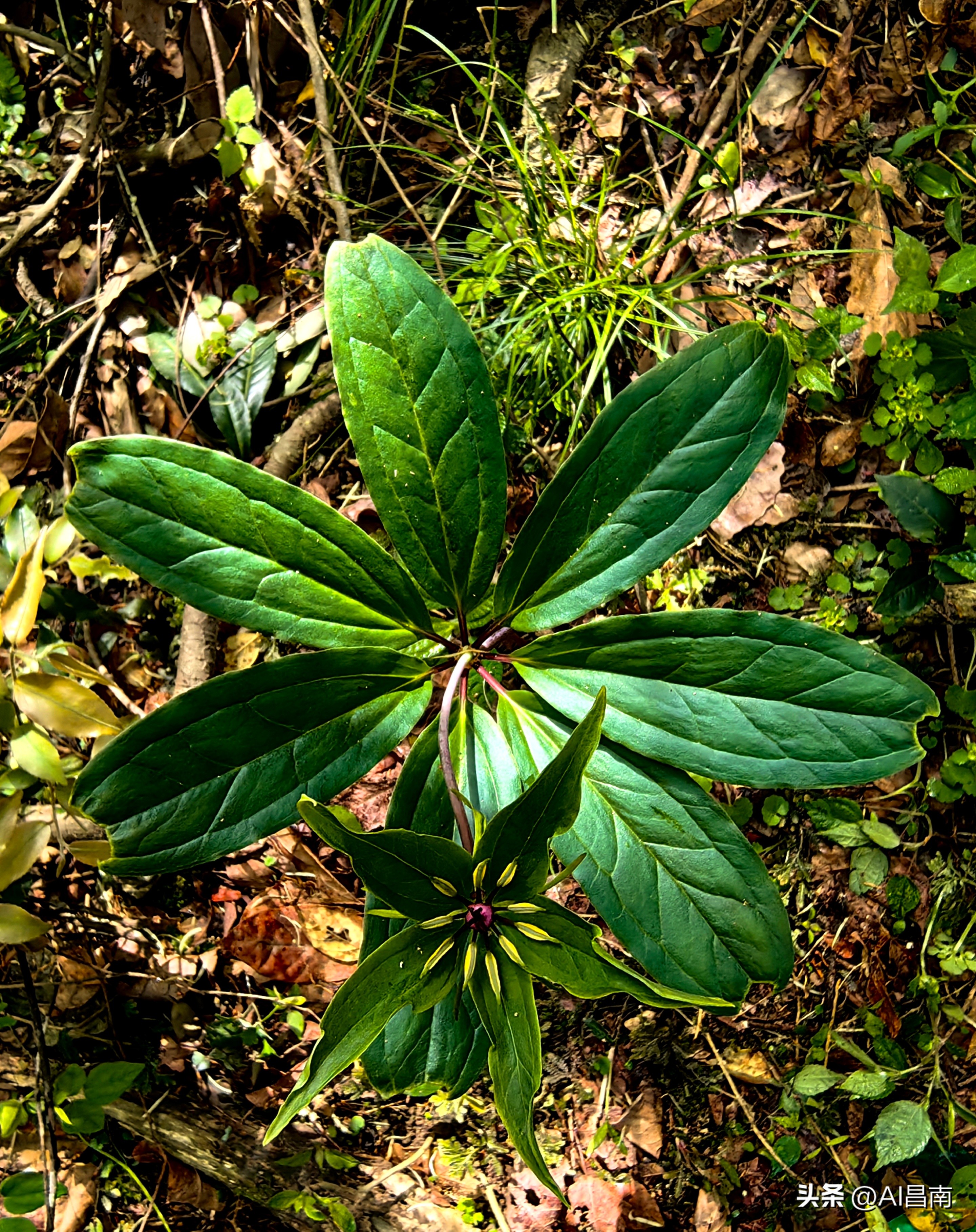 浮梁江村七叶一枝花,江西九岭山首次发现极度濒危植物