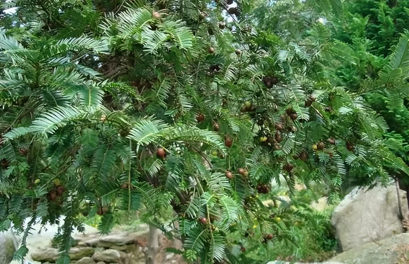 植物识别小口诀，总结的太全了！
