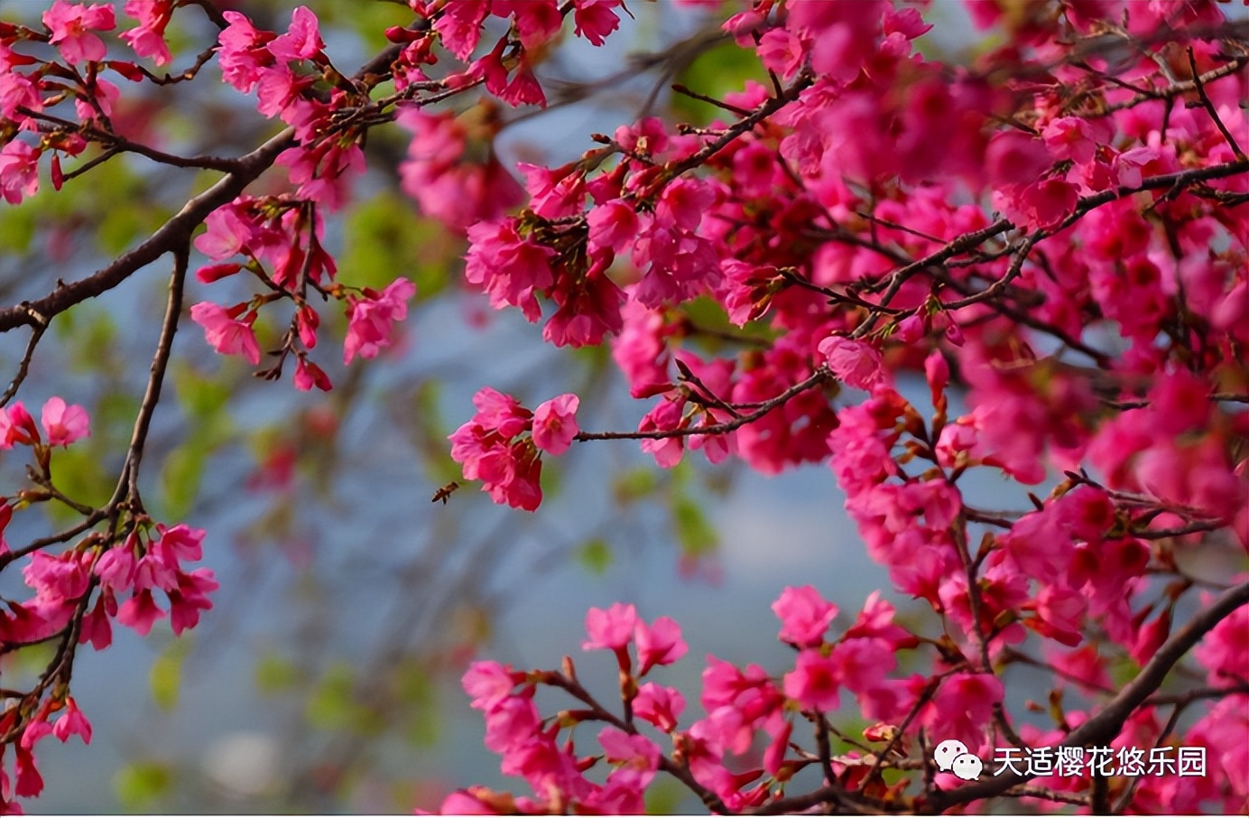 新春攻略生肖派对,新年怎么玩好玩