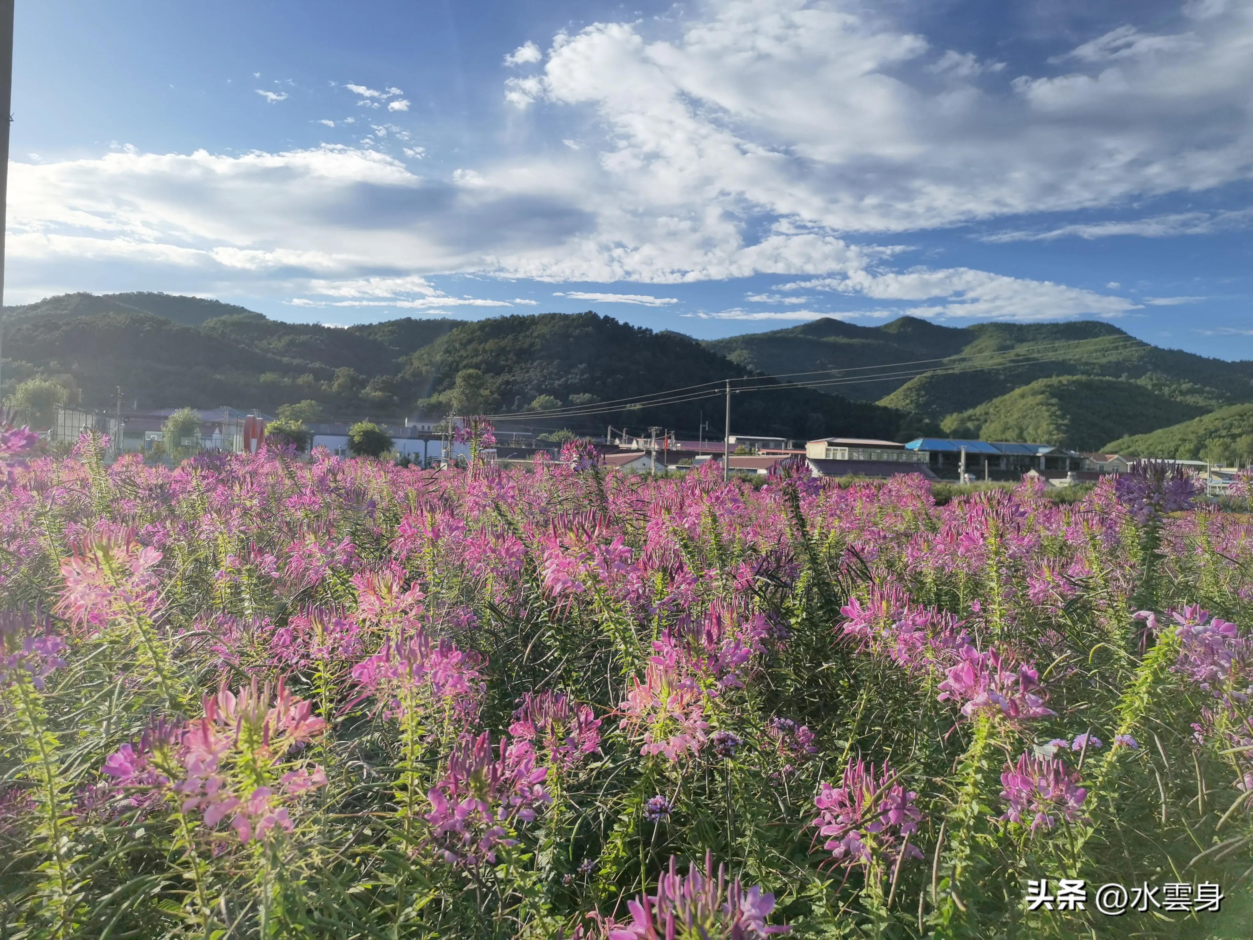 京郊赏花自驾游线路推荐,京郊免费景点一日自驾游路线攻略